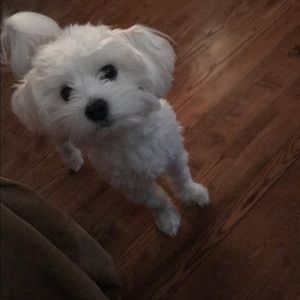 Meet your Posher, Shidarius